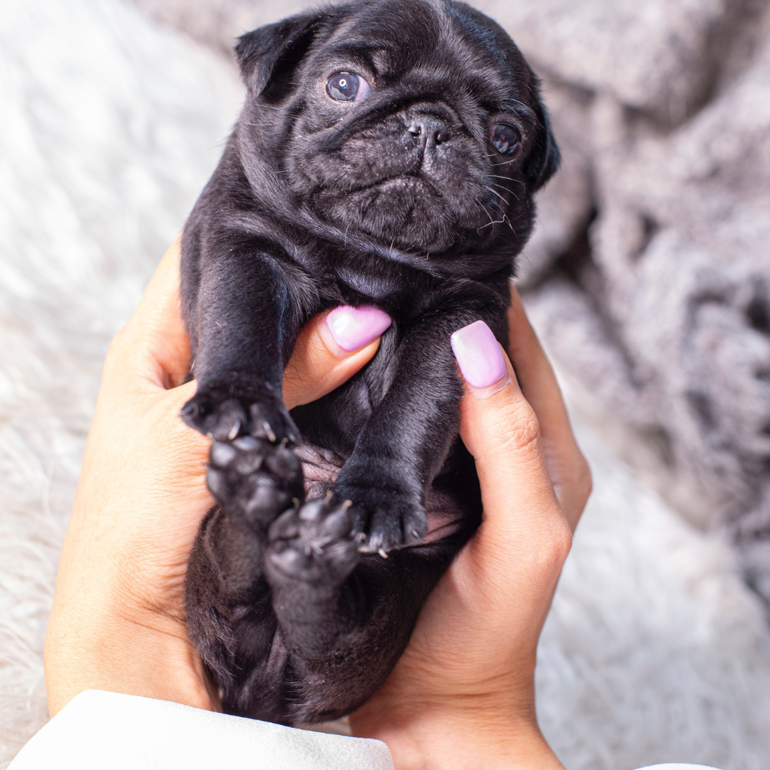 What to know and how to prepare before bringing home your first puppy. How to train a puppy during their first few weeks.