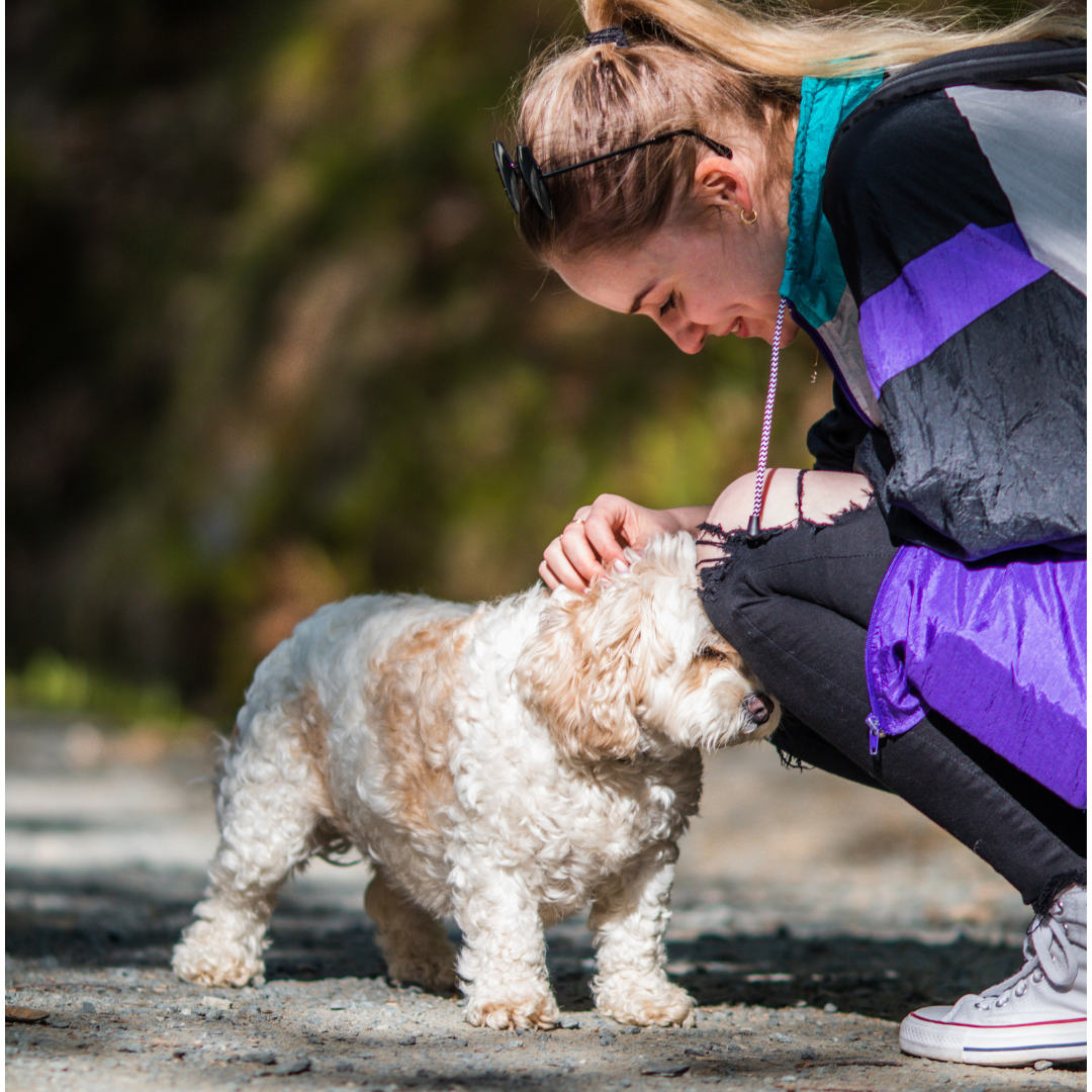 How to manage your dog’s separation anxiety. Understand what causes it and how to change their behaviour.