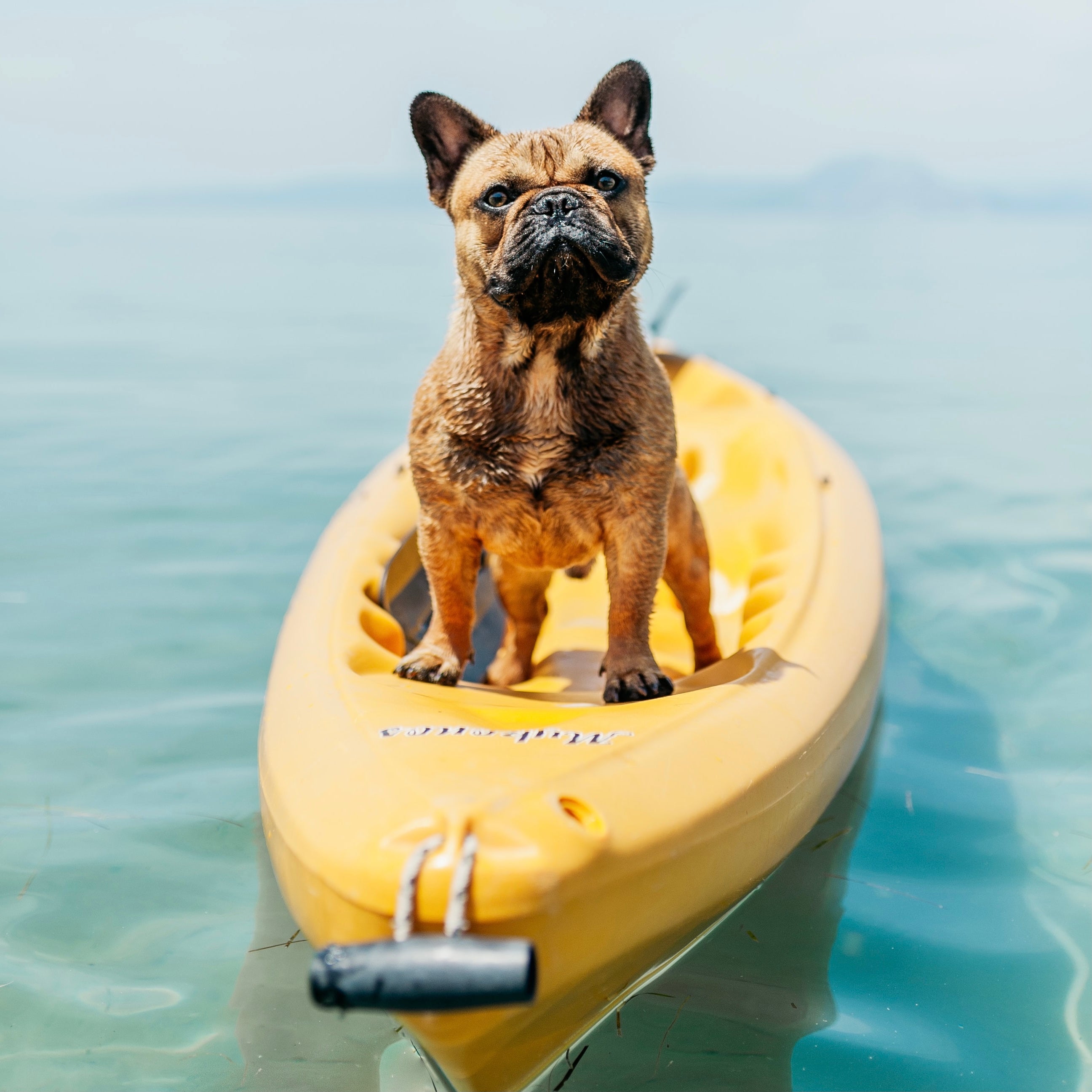 Dog summer tips | How To Keep Your Dog Cool In Summer - 10 Easy Tips
