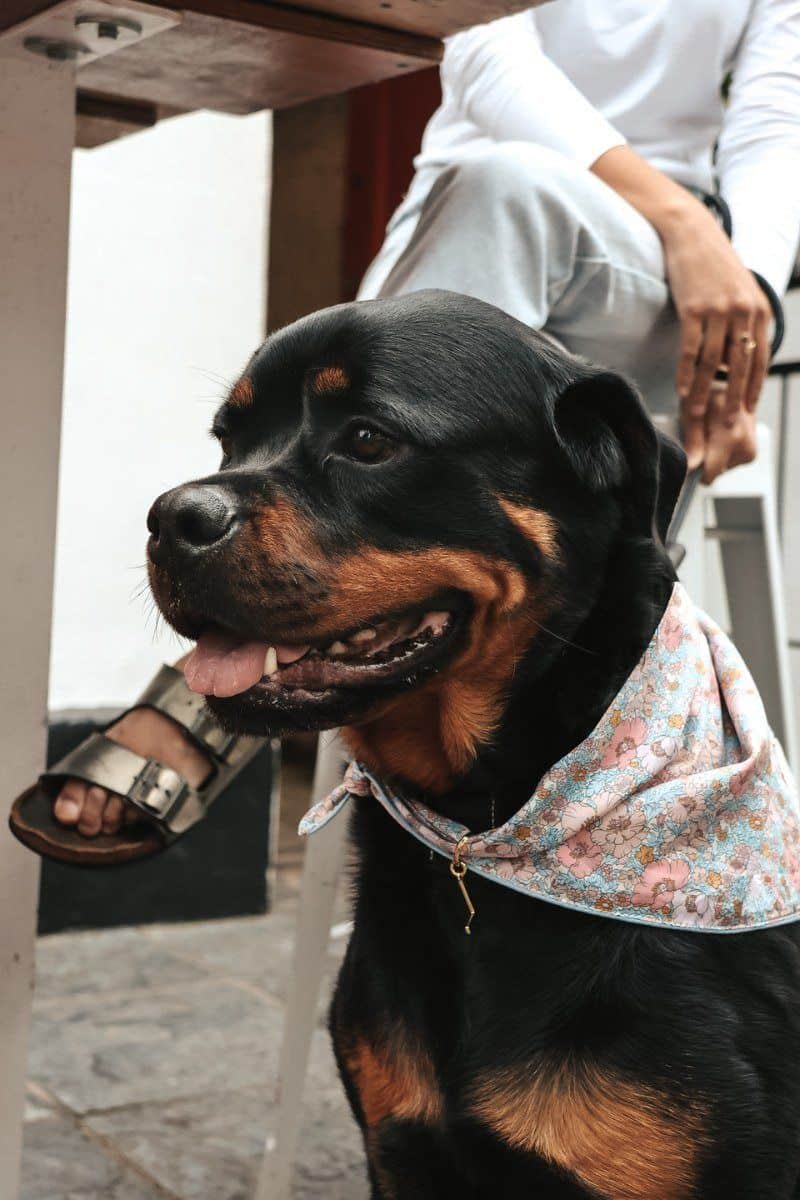 Bandana