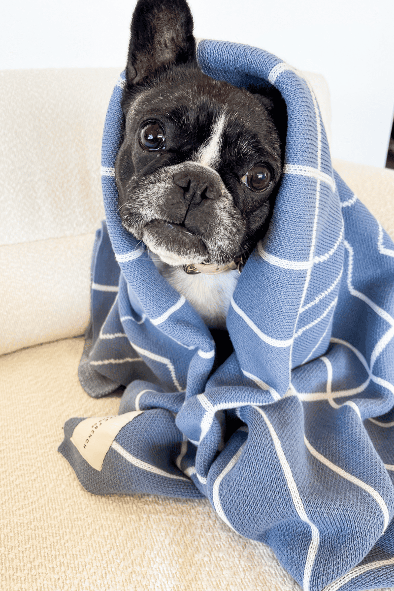 Hypoallergenic Luxury Cotton Dog Blanket Pool Edition
